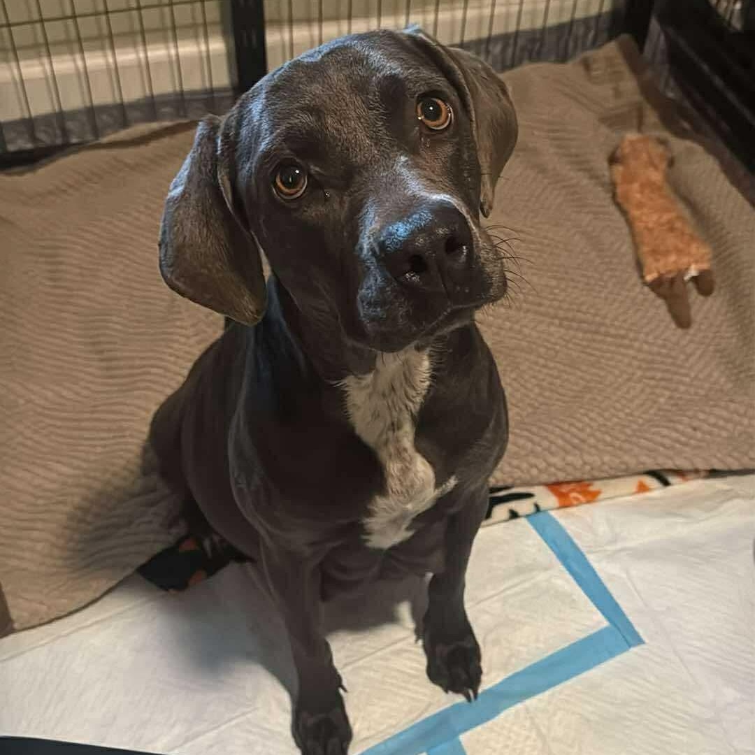 Enlarge Lacie, a ADOPTABLE mixed breed in Lincoln, CA image 3/3