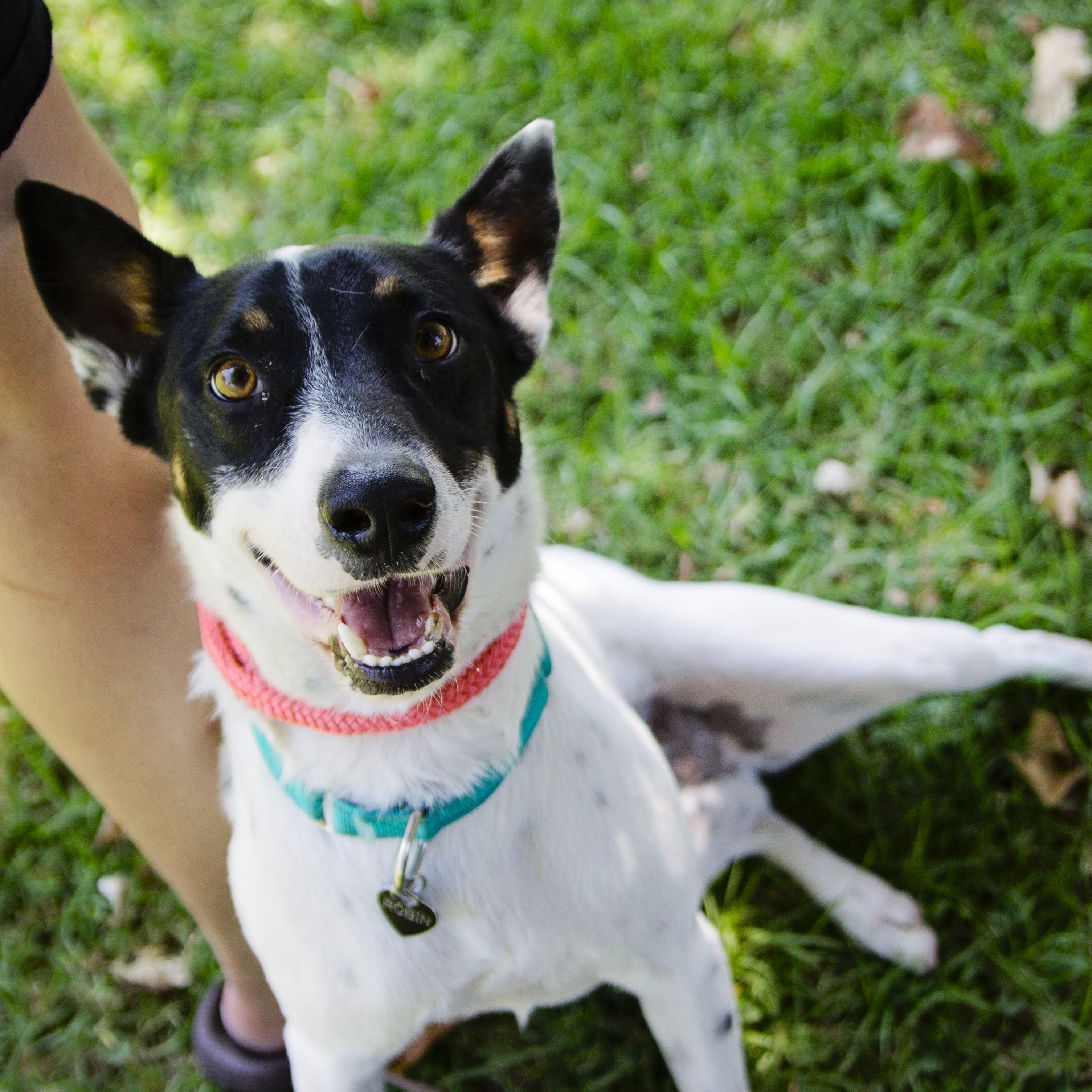 Robin- Happy and fun, an adoptable mixed breed in Rancho Palos Verdes, CA image 1/6