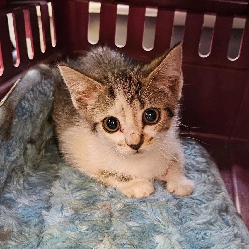 Enlarge Ivy, a Adoptable Tabby in Stanley, NC image 1/1