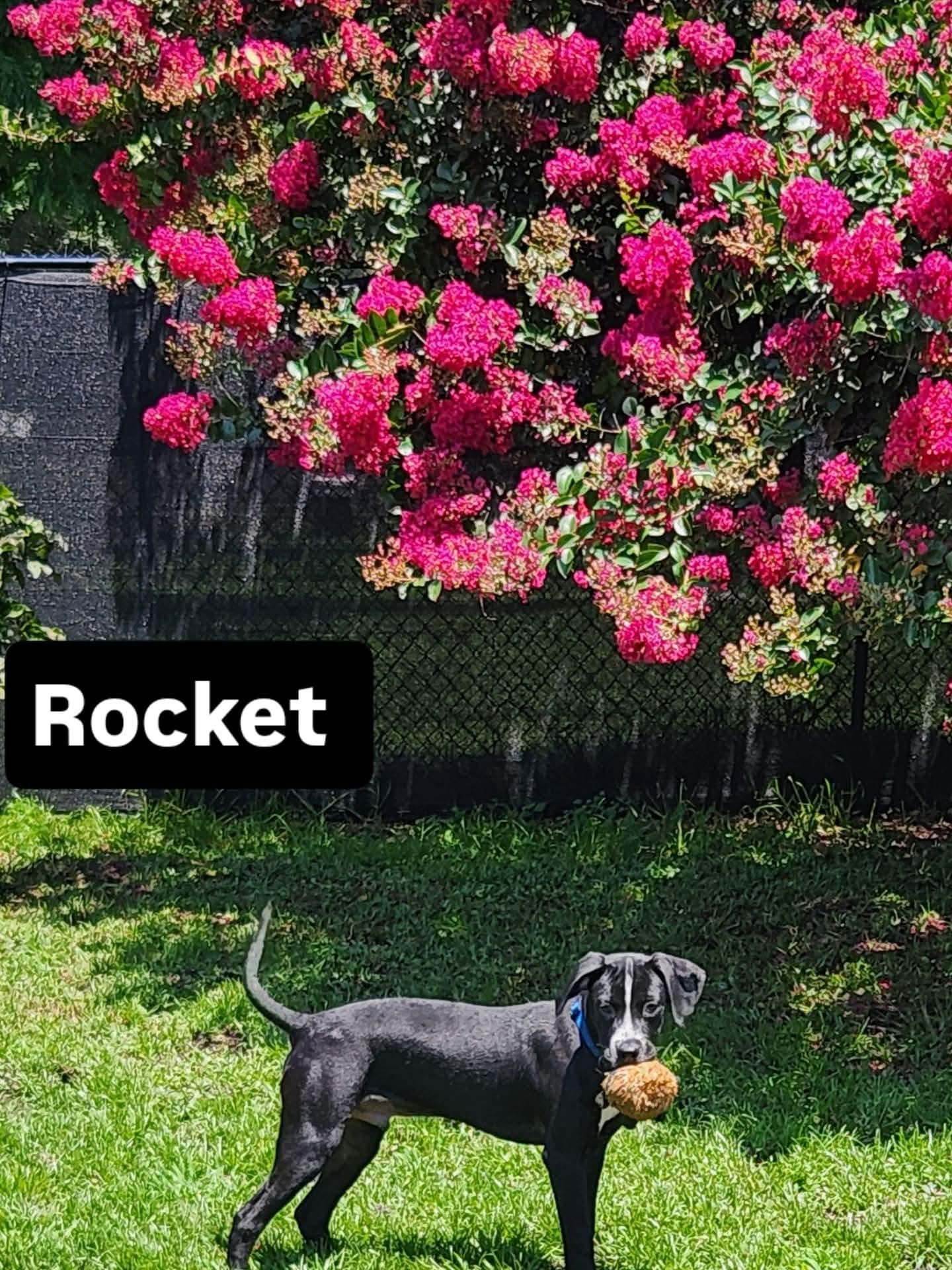 Enlarge Rocket, a Adoptable mixed breed in Indian trail, NC image 4/6