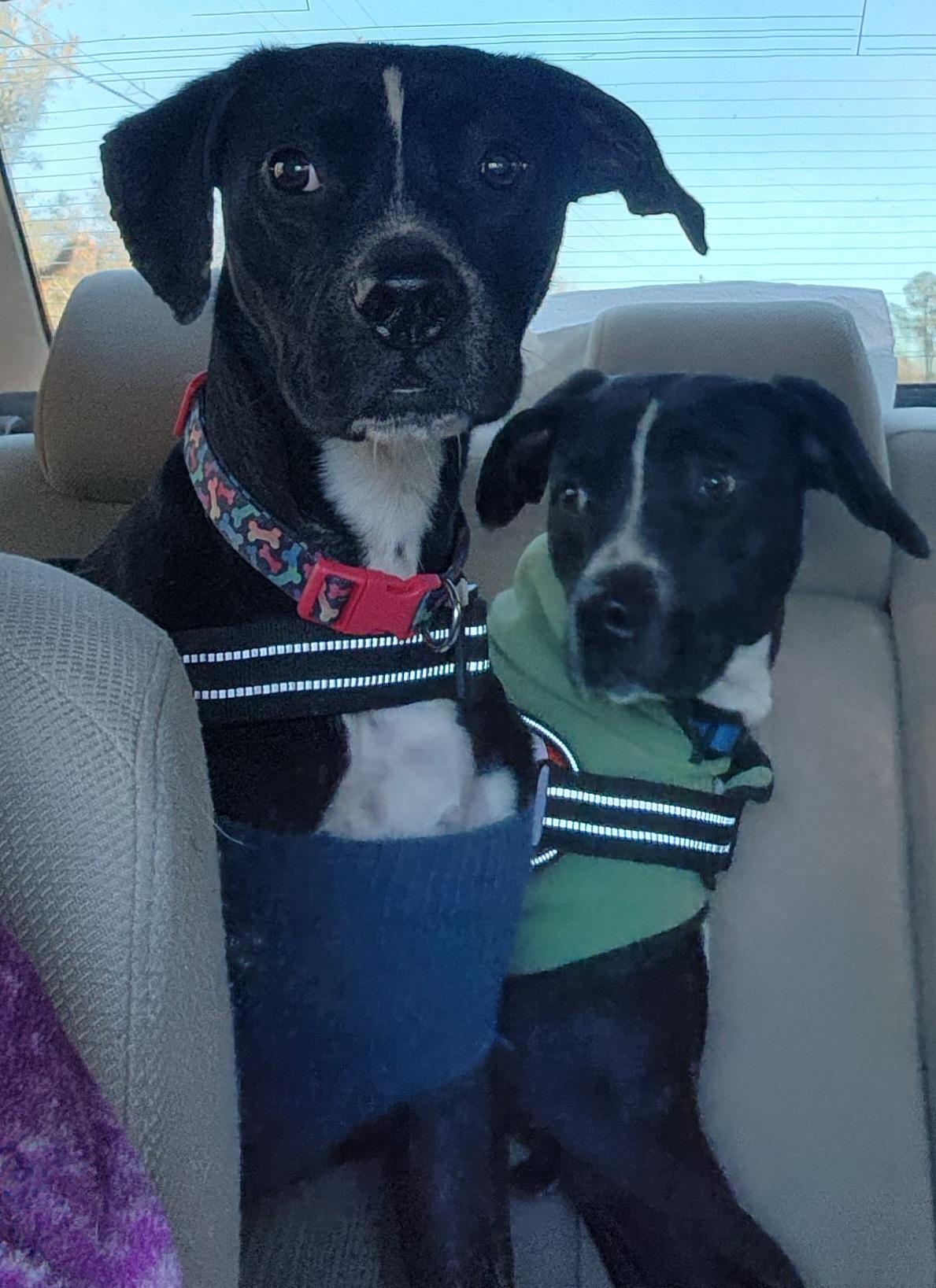 Enlarge Rocket, a Adoptable mixed breed in Indian trail, NC image 6/6