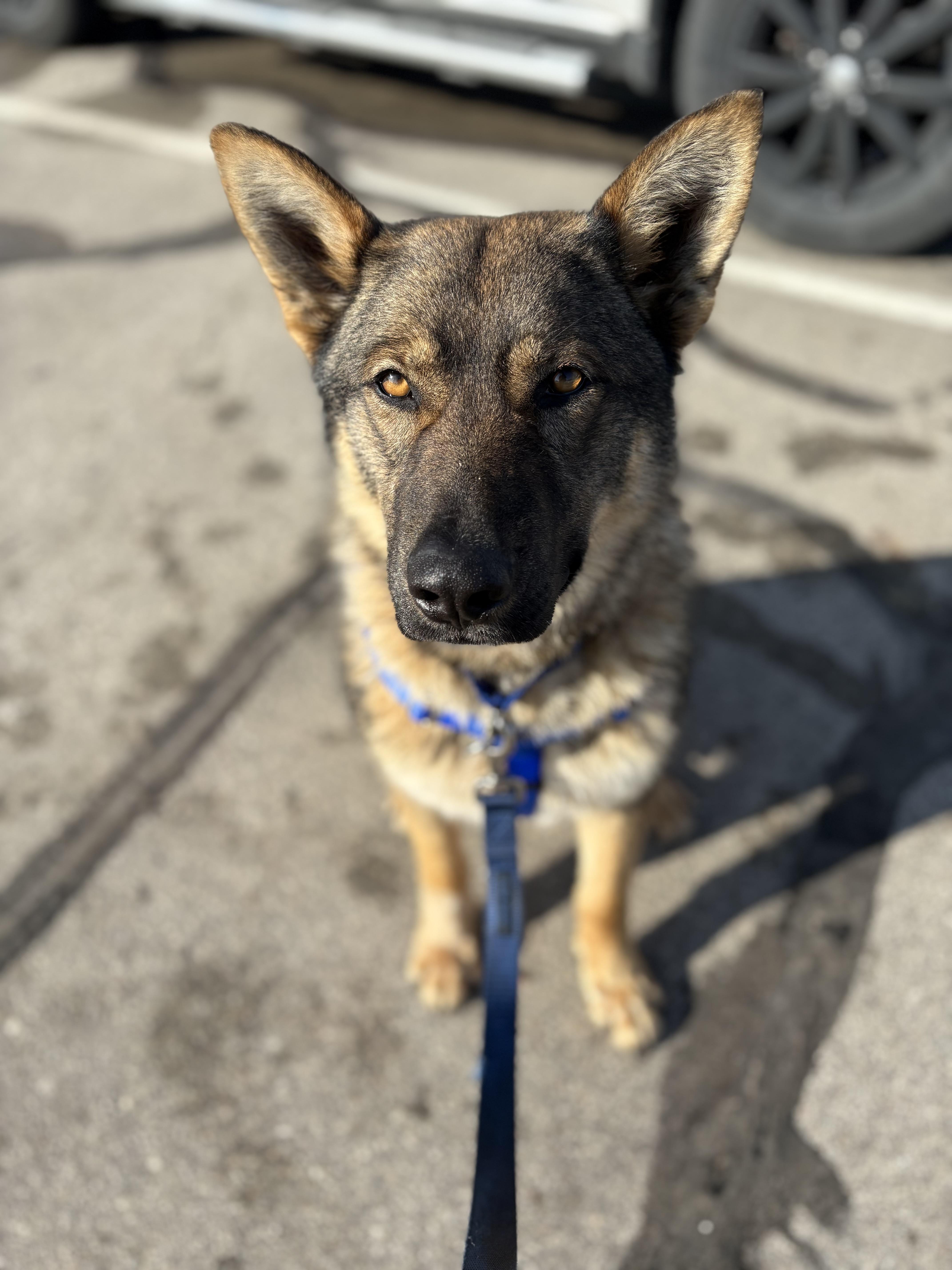 Enlarge Loki, a Adopted mixed breed in Little Chute, WI image 1/3