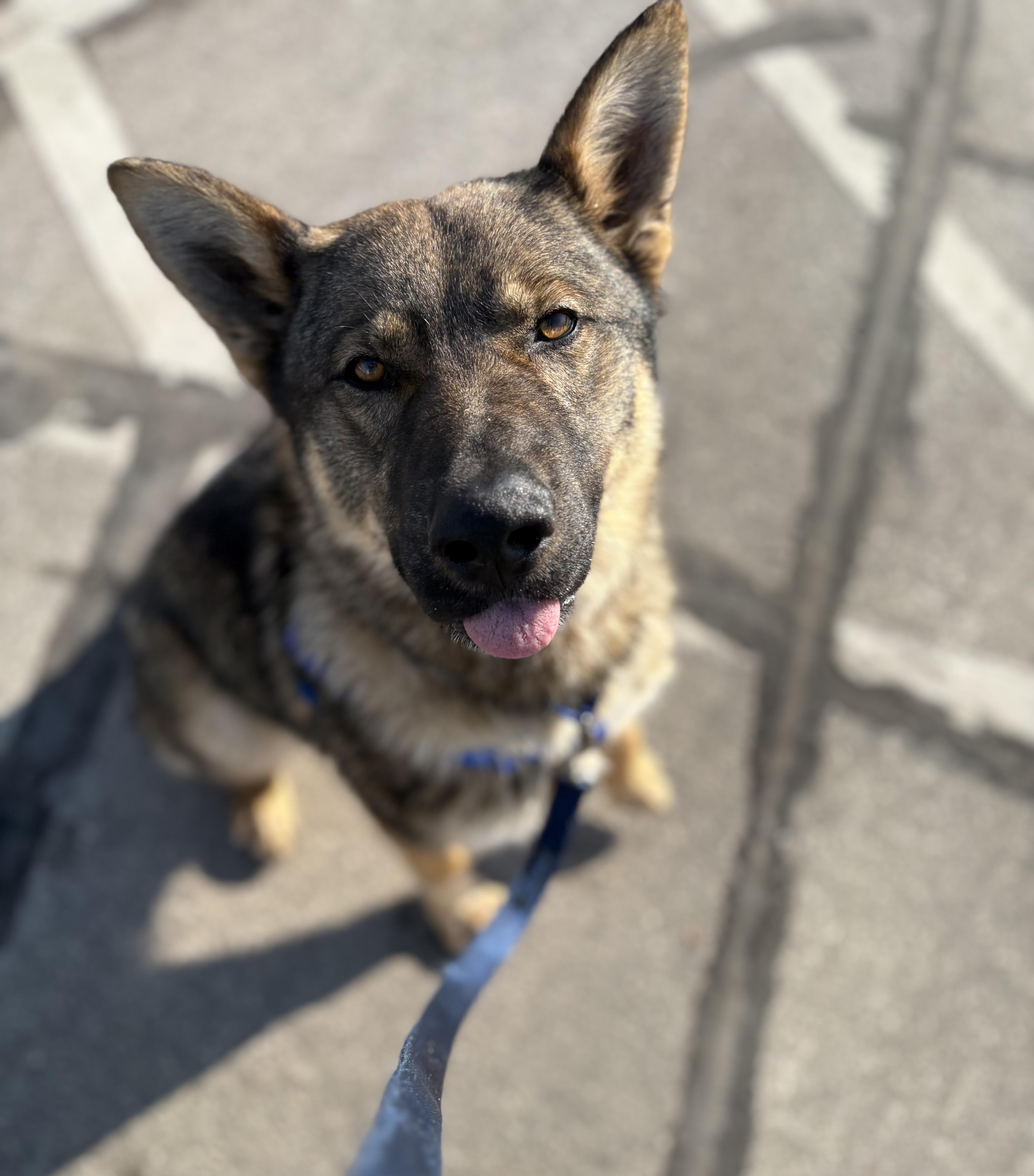 Enlarge Loki, a Adopted mixed breed in Little Chute, WI image 2/3