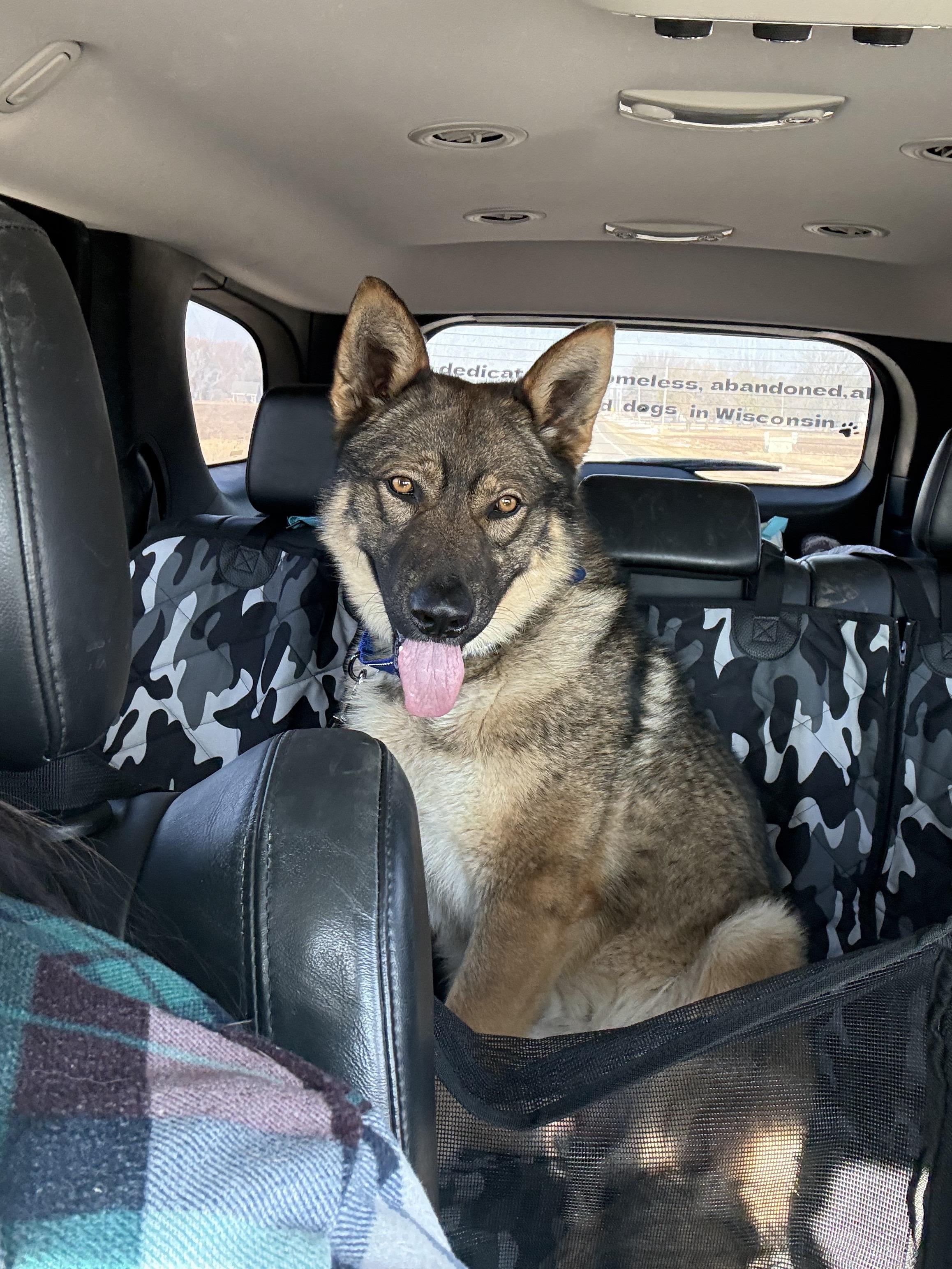 Enlarge Loki, a Adopted mixed breed in Little Chute, WI image 3/3