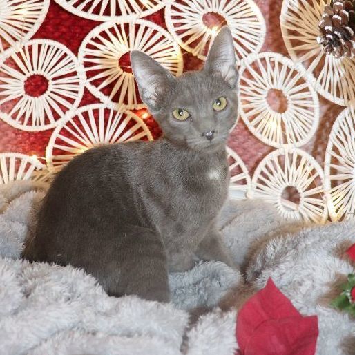 Enlarge Hera, a Adoptable Domestic Short Hair in Carneys Point, NJ image 1/2
