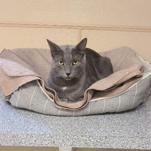 Hera, Adoptable, Adult Female Domestic Short Hair.