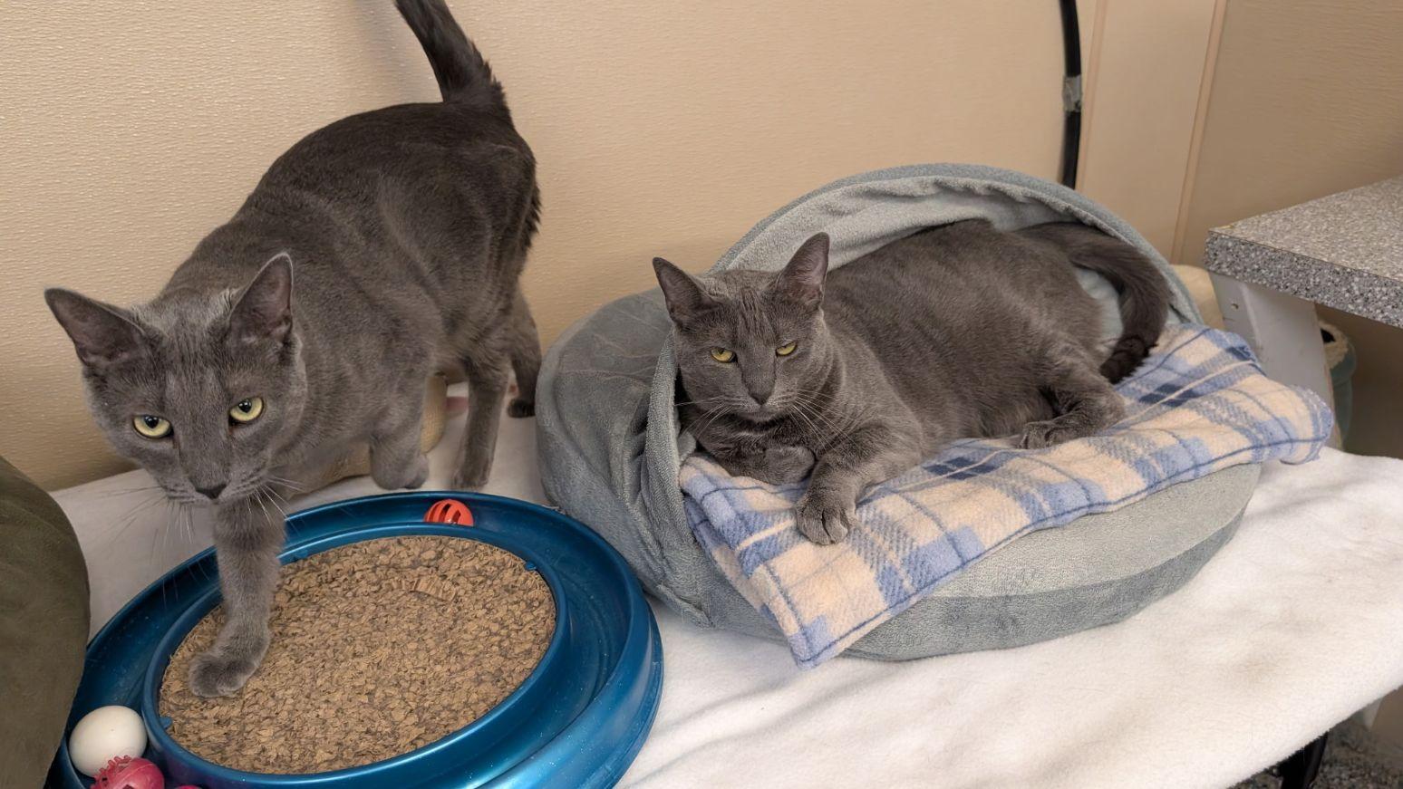 Hera, a Adoptable Domestic Short Hair in Carneys Point, NJ image 3/3