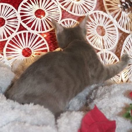 Enlarge Hera, a Adoptable Domestic Short Hair in Carneys Point, NJ image 2/2