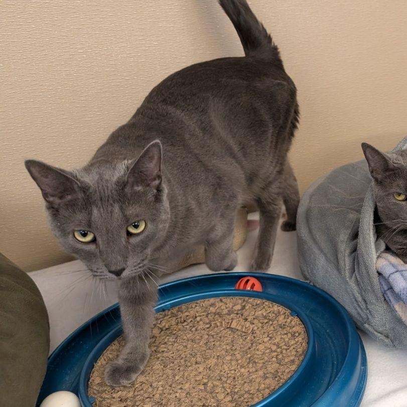 Hera, a Adoptable Domestic Short Hair in Carneys Point, NJ image 2/3