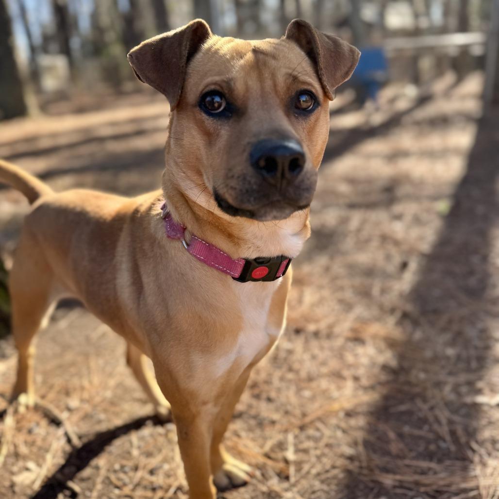 Tatum, Adoptable, Adult Male Mixed Breed.
