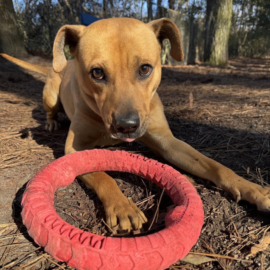 Enlarge Tatum, a Adoptable Mixed Breed in Summerville, SC image 2/4