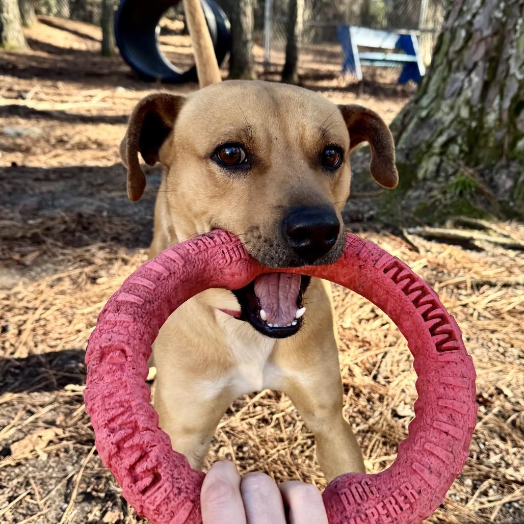 Enlarge Tatum, a Adoptable Mixed Breed in Summerville, SC image 3/4