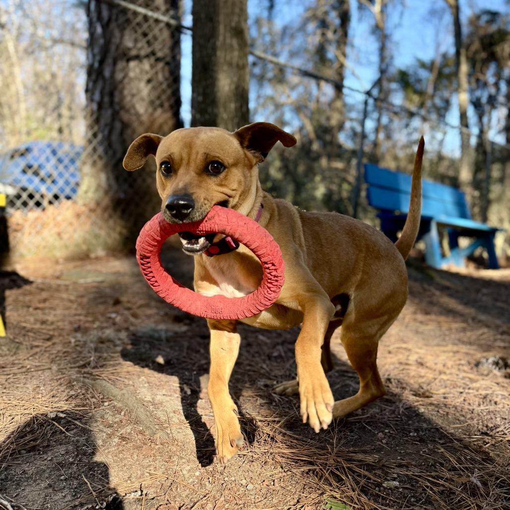 Enlarge Tatum, a Adoptable Mixed Breed in Summerville, SC image 4/4