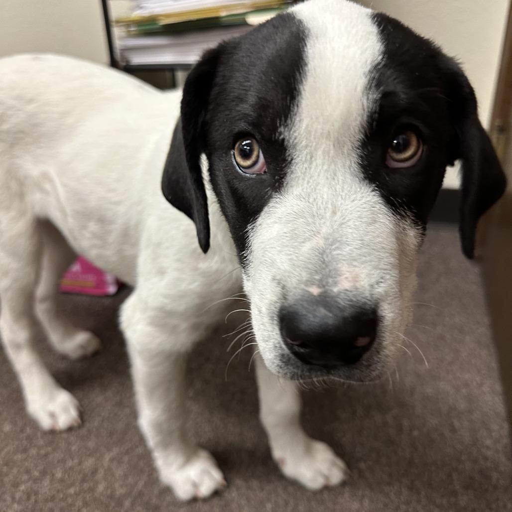 Rusty C-34487, Adoptable, Young Male Pointer & Mixed Breed.