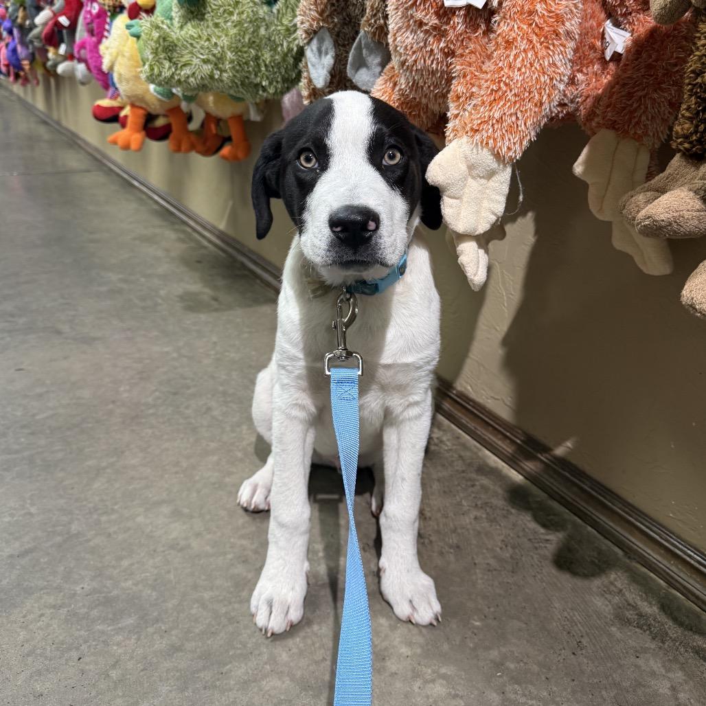 Enlarge Rusty C-34487, a Adoptable mixed breed in Oklahoma City, OK image 2/6