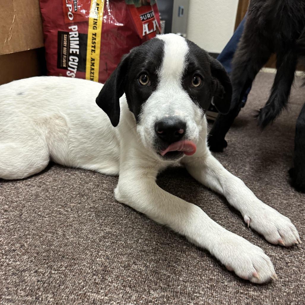 Enlarge Rusty C-34487, a Adoptable mixed breed in Oklahoma City, OK image 6/6