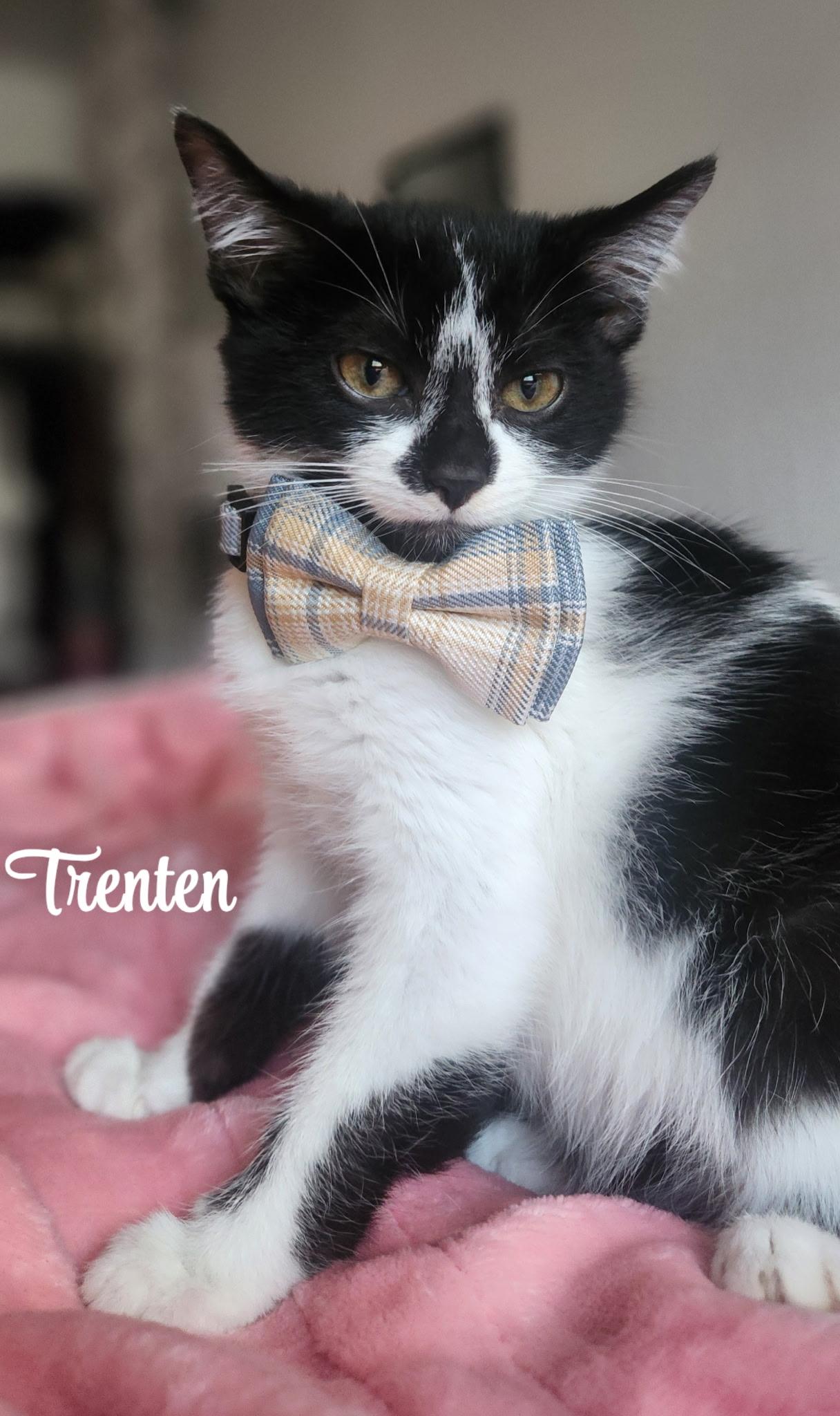 Trenten, Adoptable, Kitten Female American Shorthair.