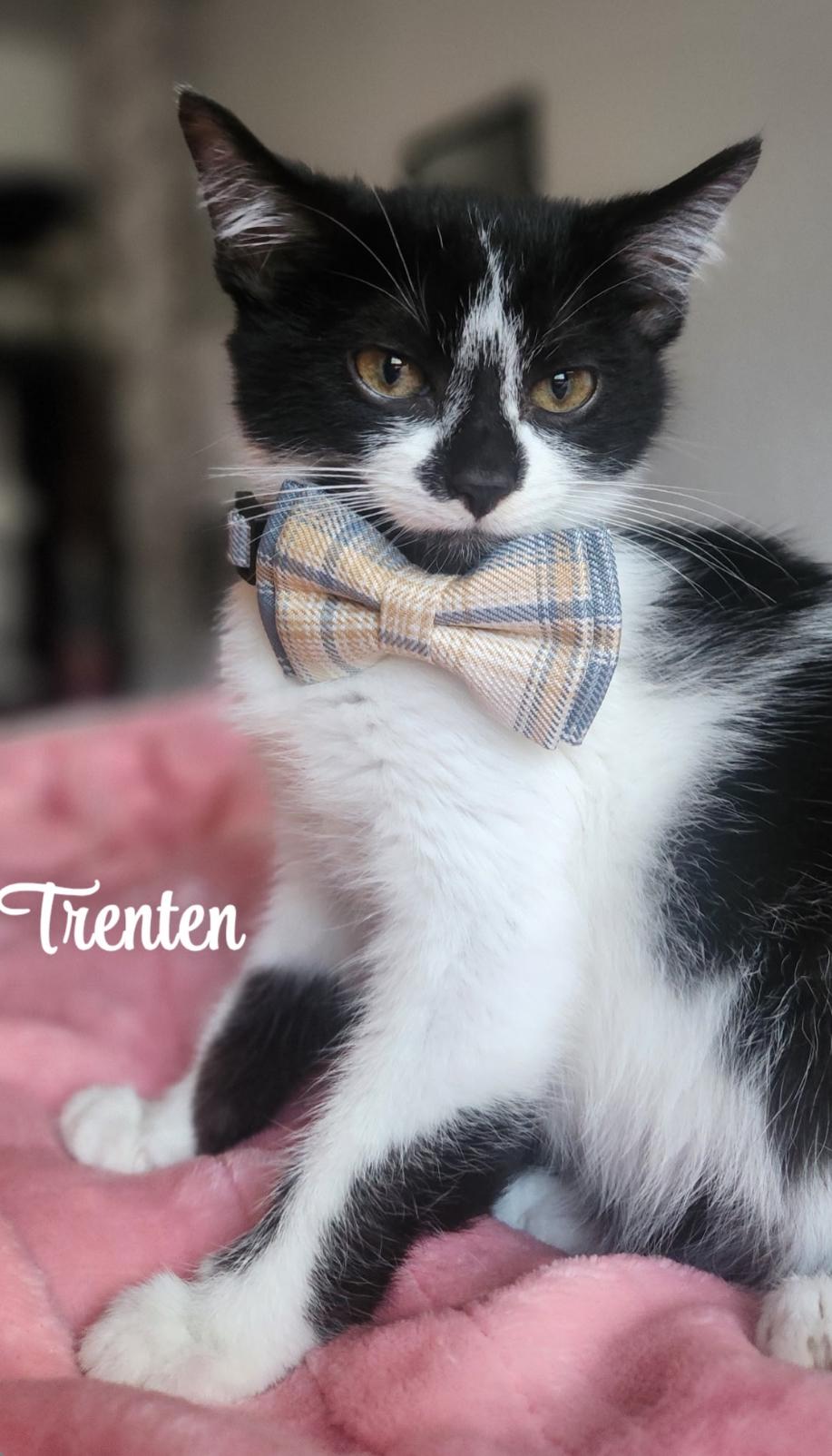 Trenten, a Adoptable American Shorthair in Willits , CA image 2/2