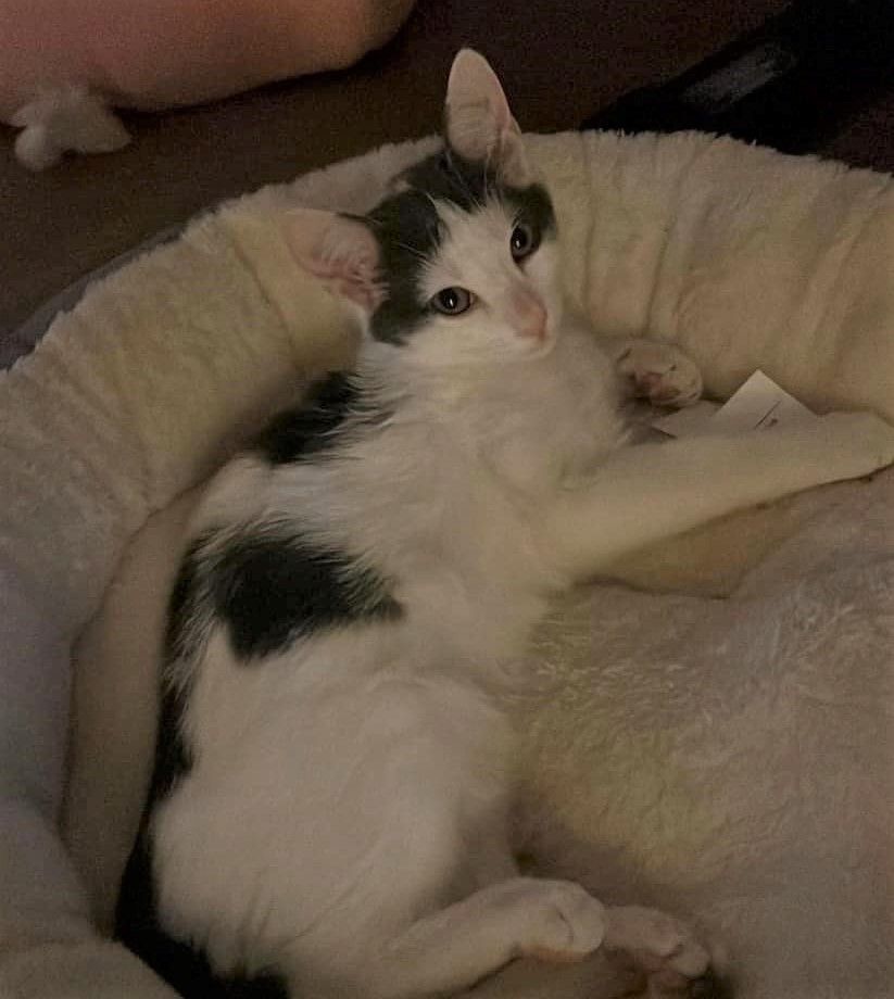 Enlarge Sophia, a Adoptable Turkish Van in RIVERSIDE, CA image 1/6