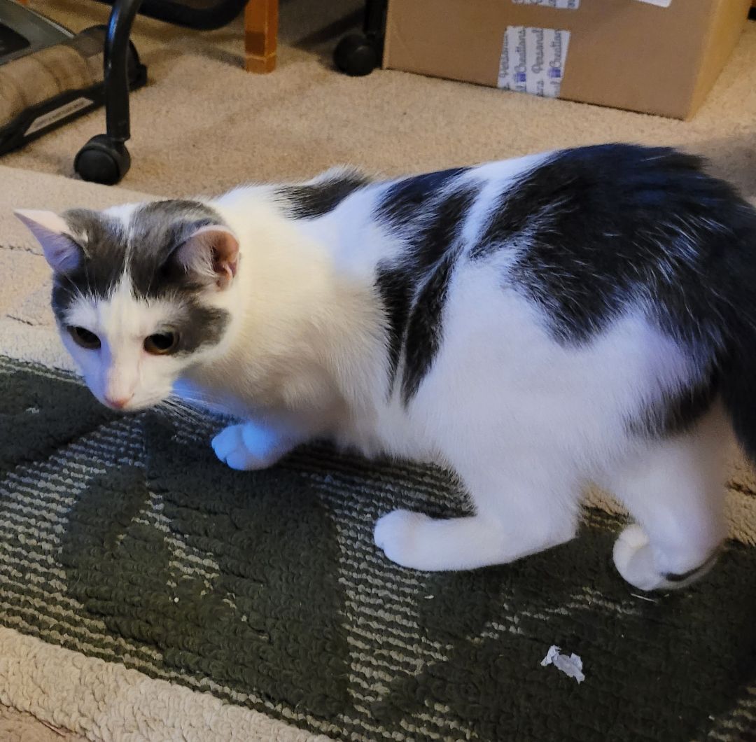 Enlarge Sophia, a Adoptable Turkish Van in RIVERSIDE, CA image 2/6