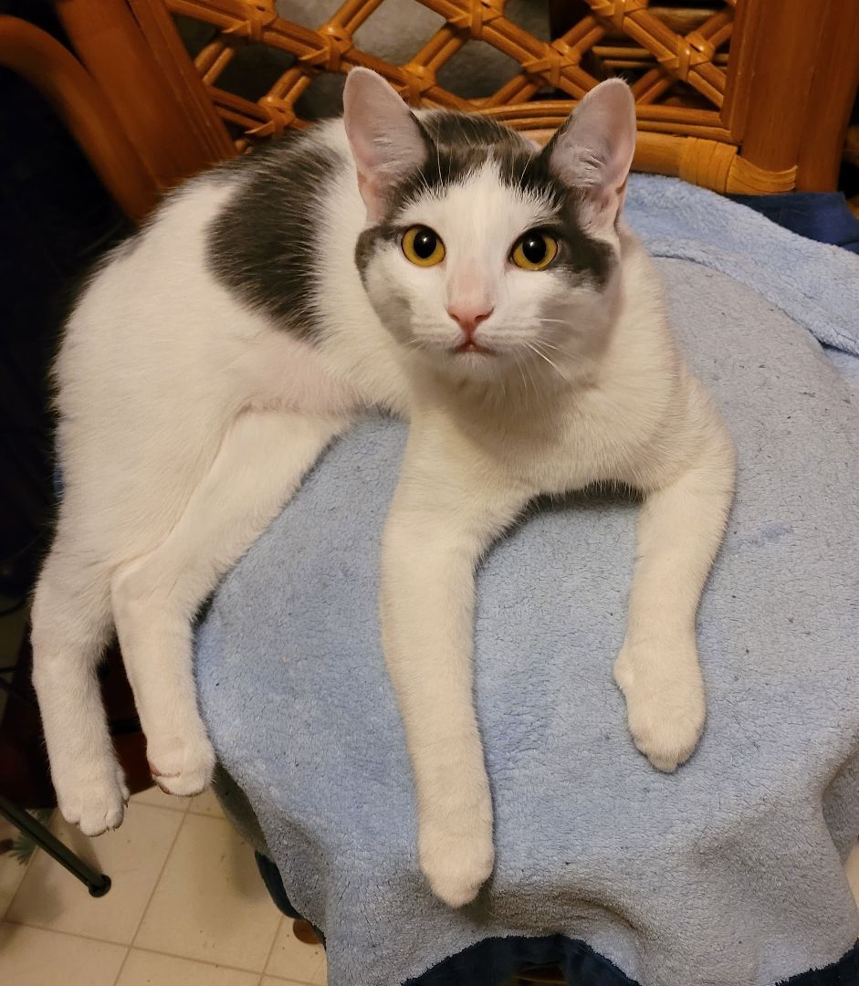 Enlarge Sophia, a Adoptable Turkish Van in RIVERSIDE, CA image 3/6