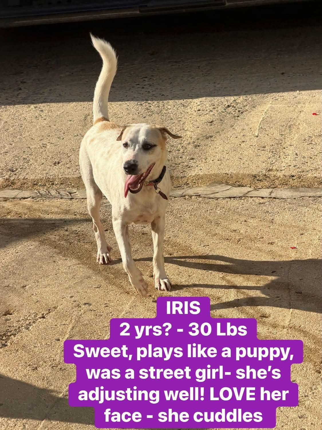 Enlarge Iris, a Adoptable mixed breed in Annapolis, MD image 3/6