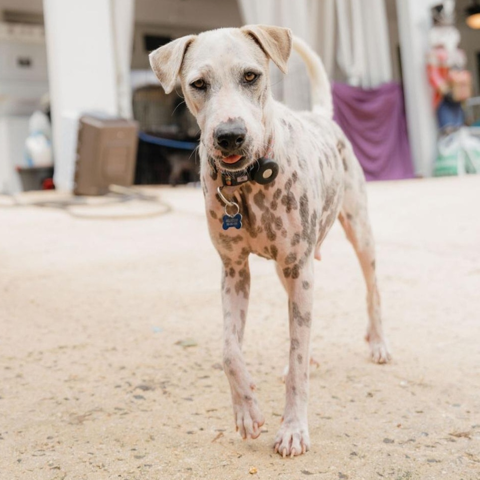 Enlarge Iris, a Adoptable mixed breed in Annapolis, MD image 5/6