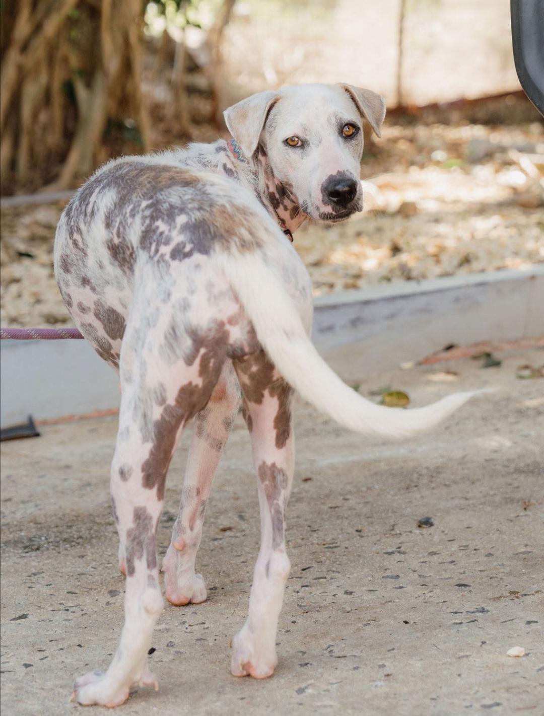 Enlarge Iris, a Adoptable mixed breed in Annapolis, MD image 4/6