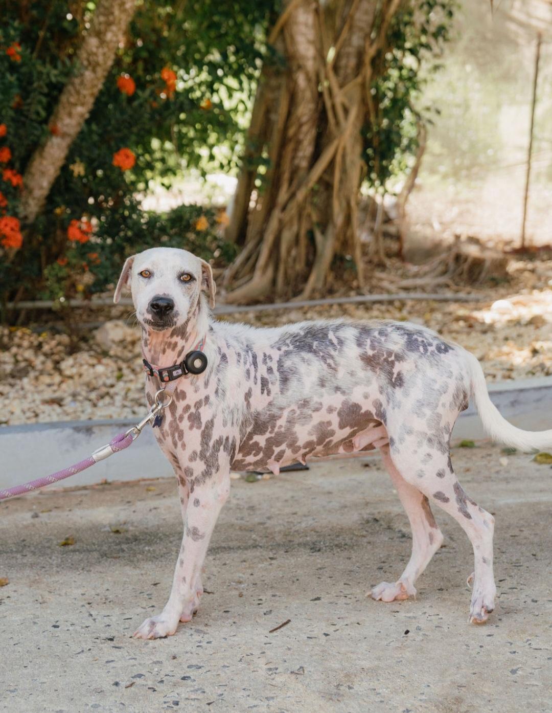 Enlarge Iris, a Adoptable mixed breed in Annapolis, MD image 6/6