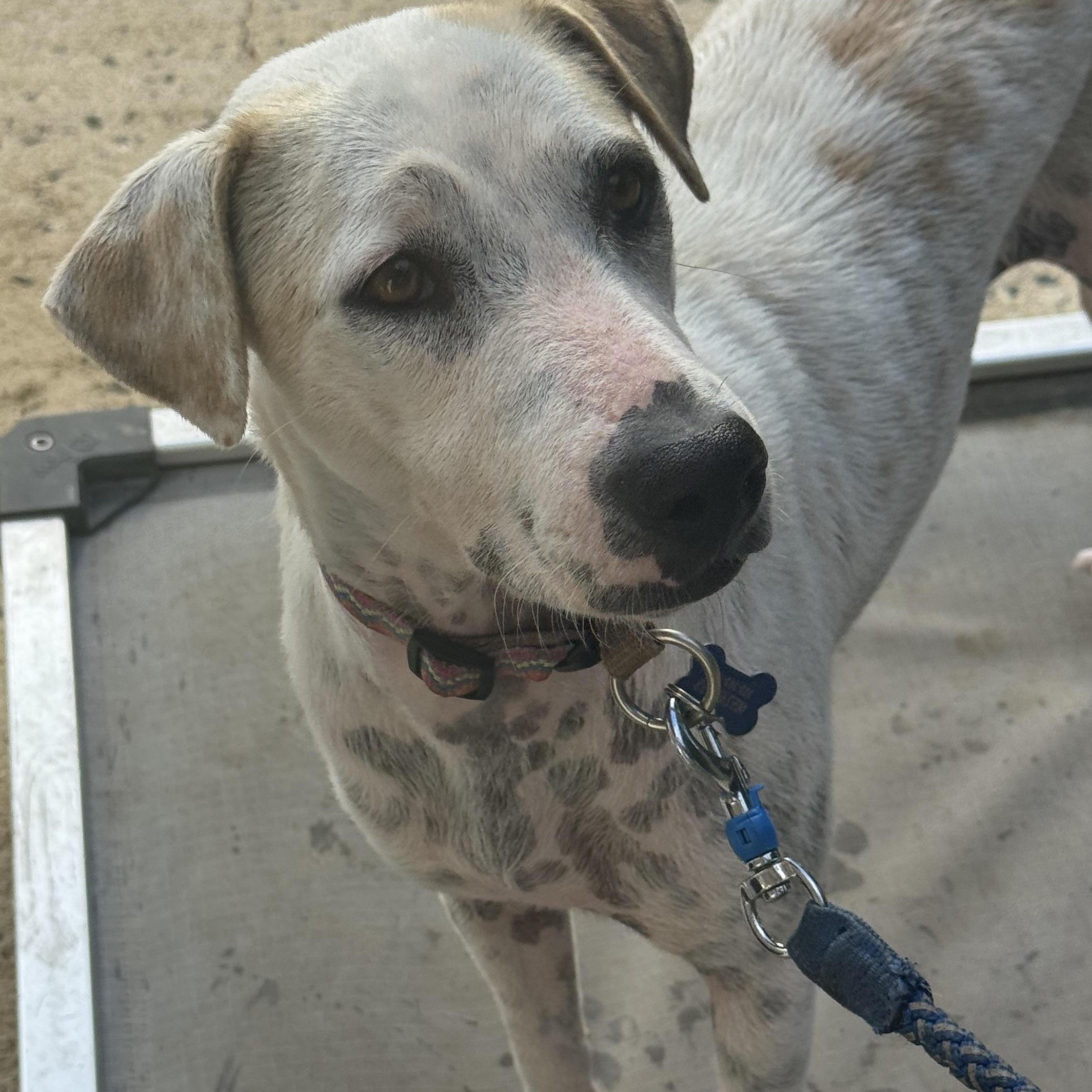 Iris, Adoptable, Young Female Dalmatian.