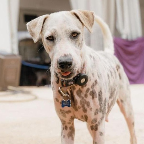 Enlarge Iris, a Adoptable mixed breed in Annapolis, MD image 2/6