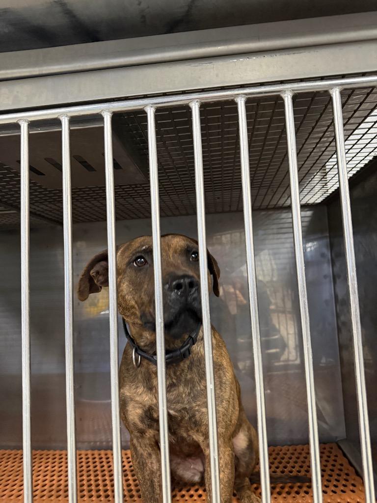 Enlarge Canela, a Adoptable mixed breed in Henderson, NC image 1/1