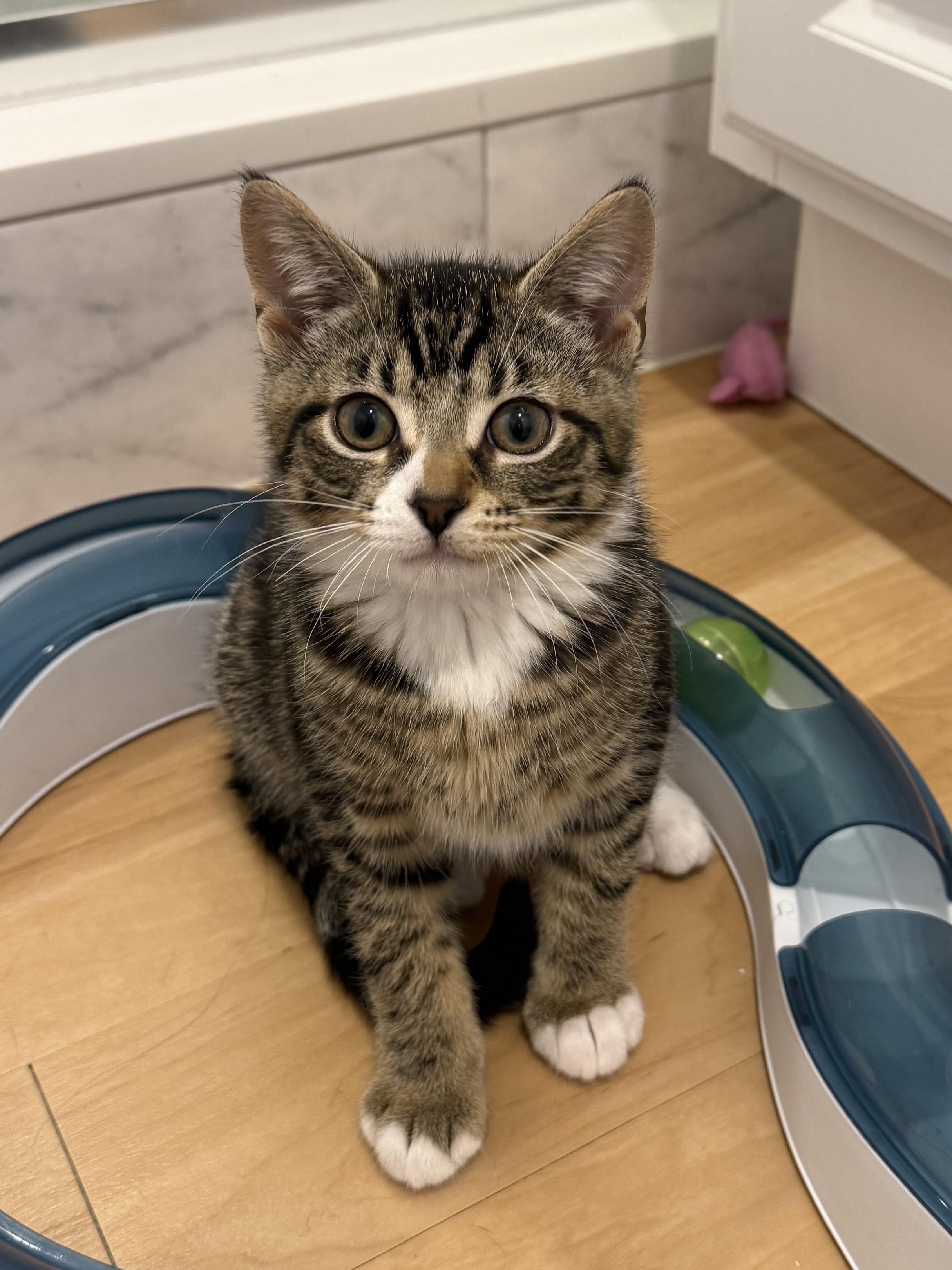 Avery, a ADOPTABLE Domestic Short Hair in New York, NY image 1/6