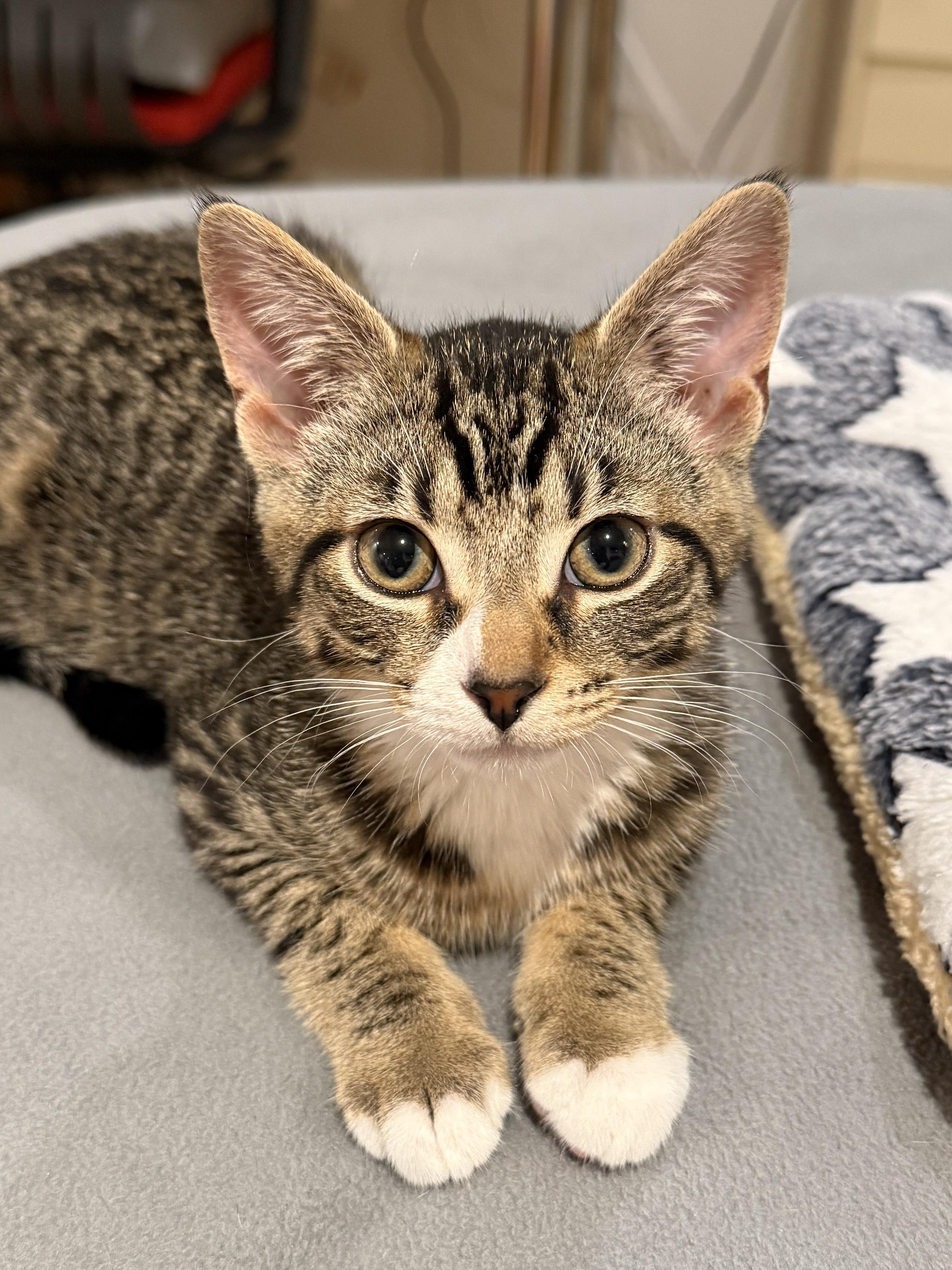 Avery, a ADOPTABLE Domestic Short Hair in New York, NY image 3/6