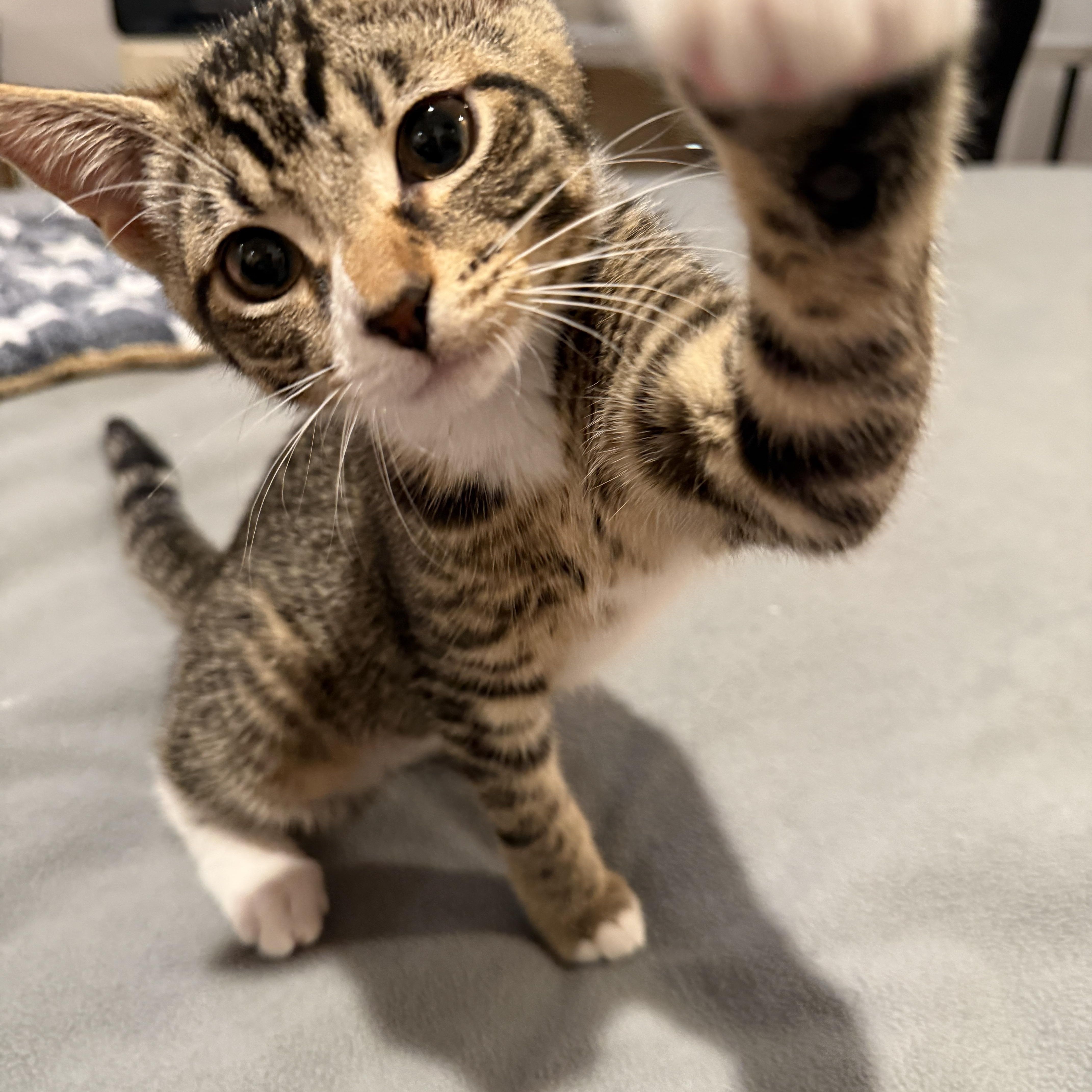 Avery, a ADOPTABLE Domestic Short Hair in New York, NY image 4/6