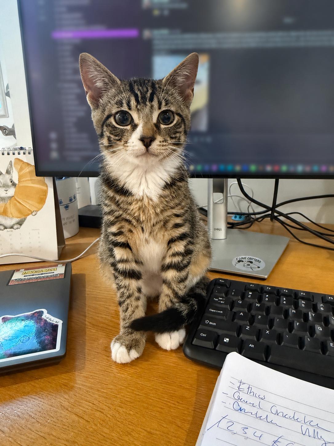 Avery, a ADOPTABLE Domestic Short Hair in New York, NY image 5/6