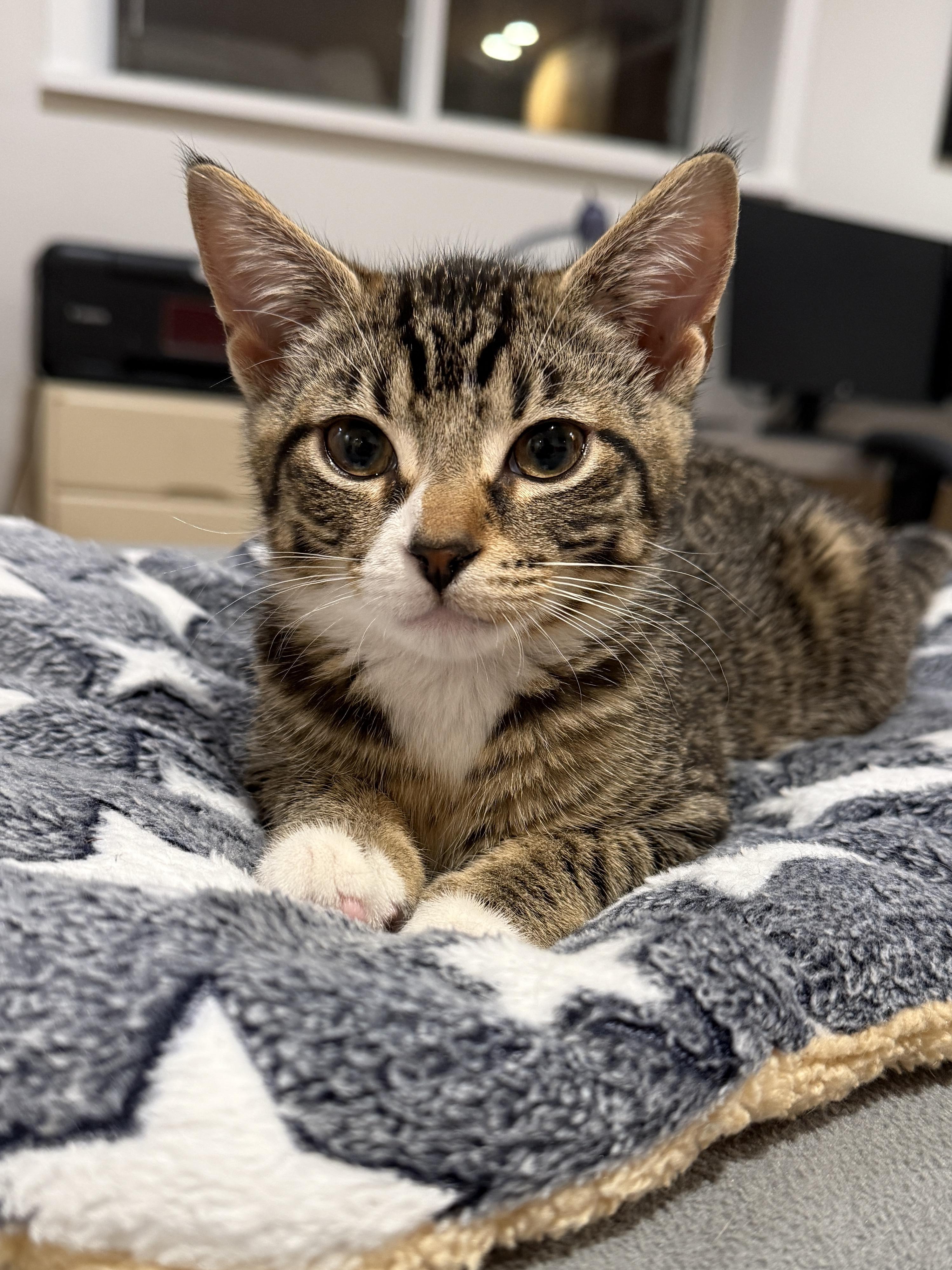 Avery, a ADOPTABLE Domestic Short Hair in New York, NY image 2/6