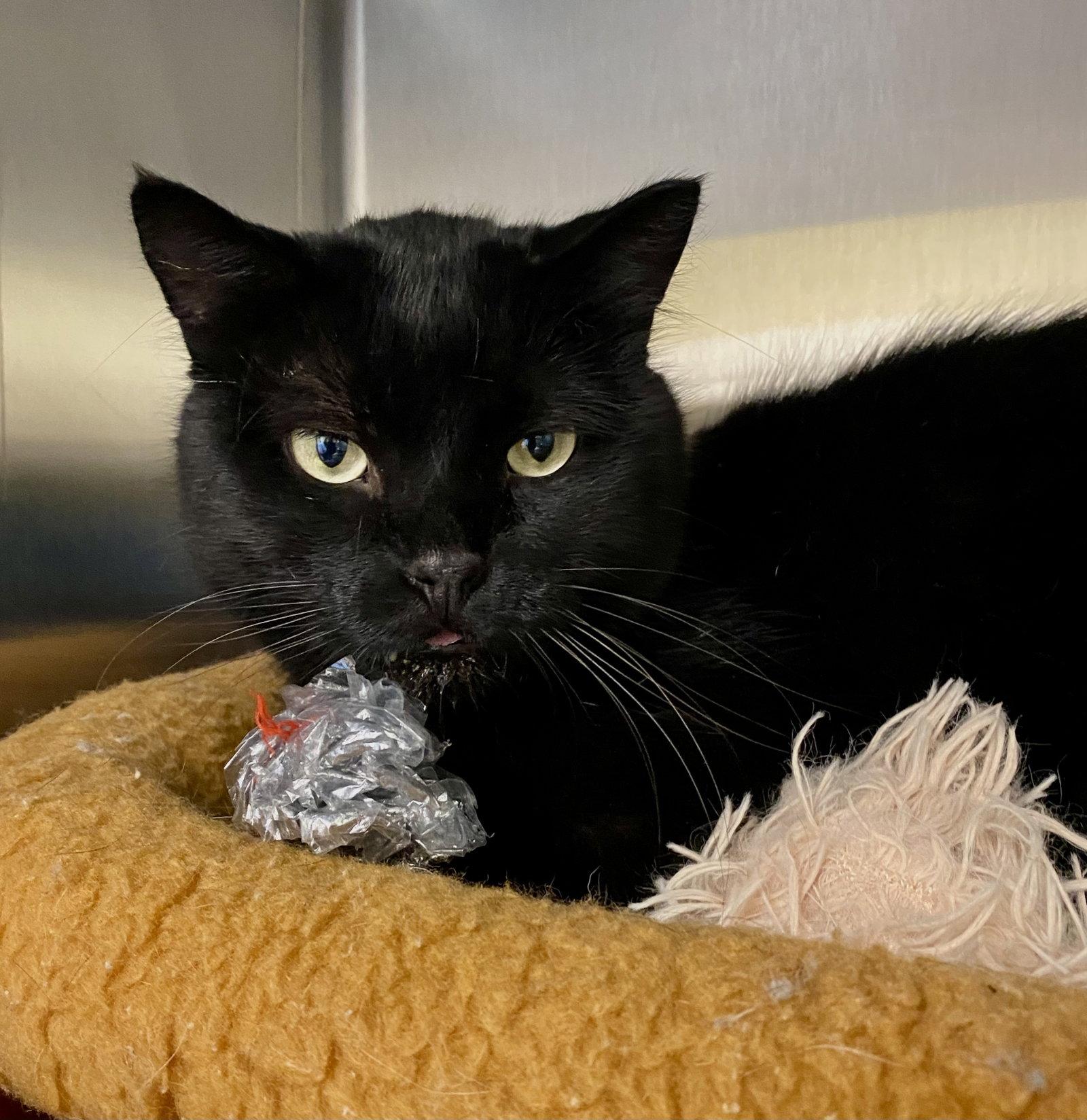 Enlarge Vaughn, a Adoptable Domestic Short Hair in Fargo, ND image 1/1