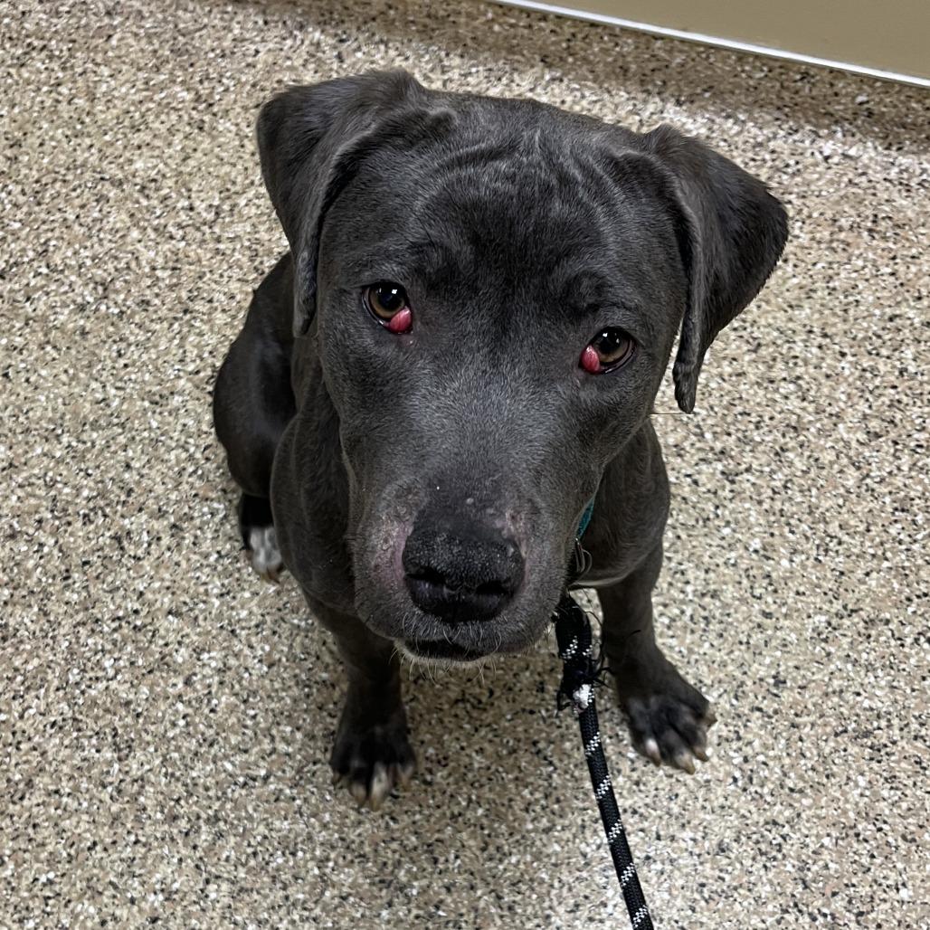 Mae, a Adoptable mixed breed in Cheyenne, WY image 1/3