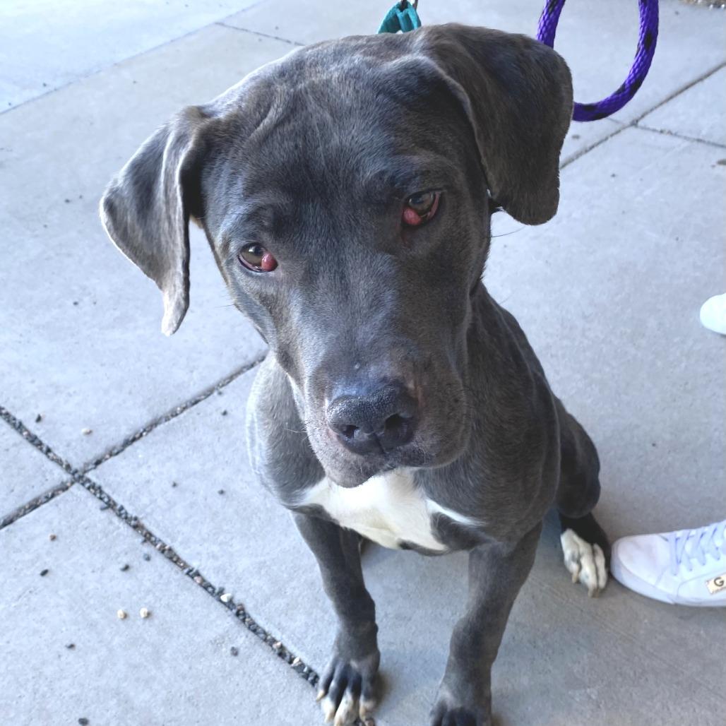 Mae, a Adoptable mixed breed in Cheyenne, WY image 3/3