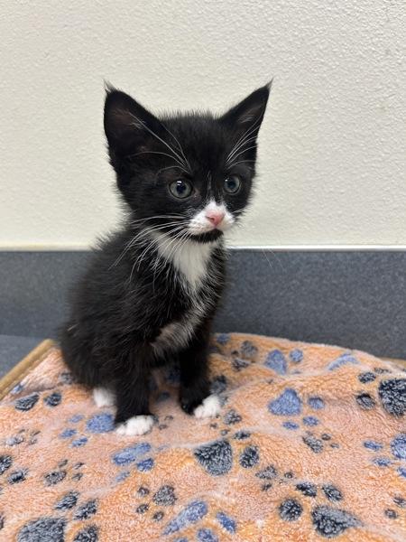 Olive, Adoptable, Kitten Female Domestic Medium Hair.