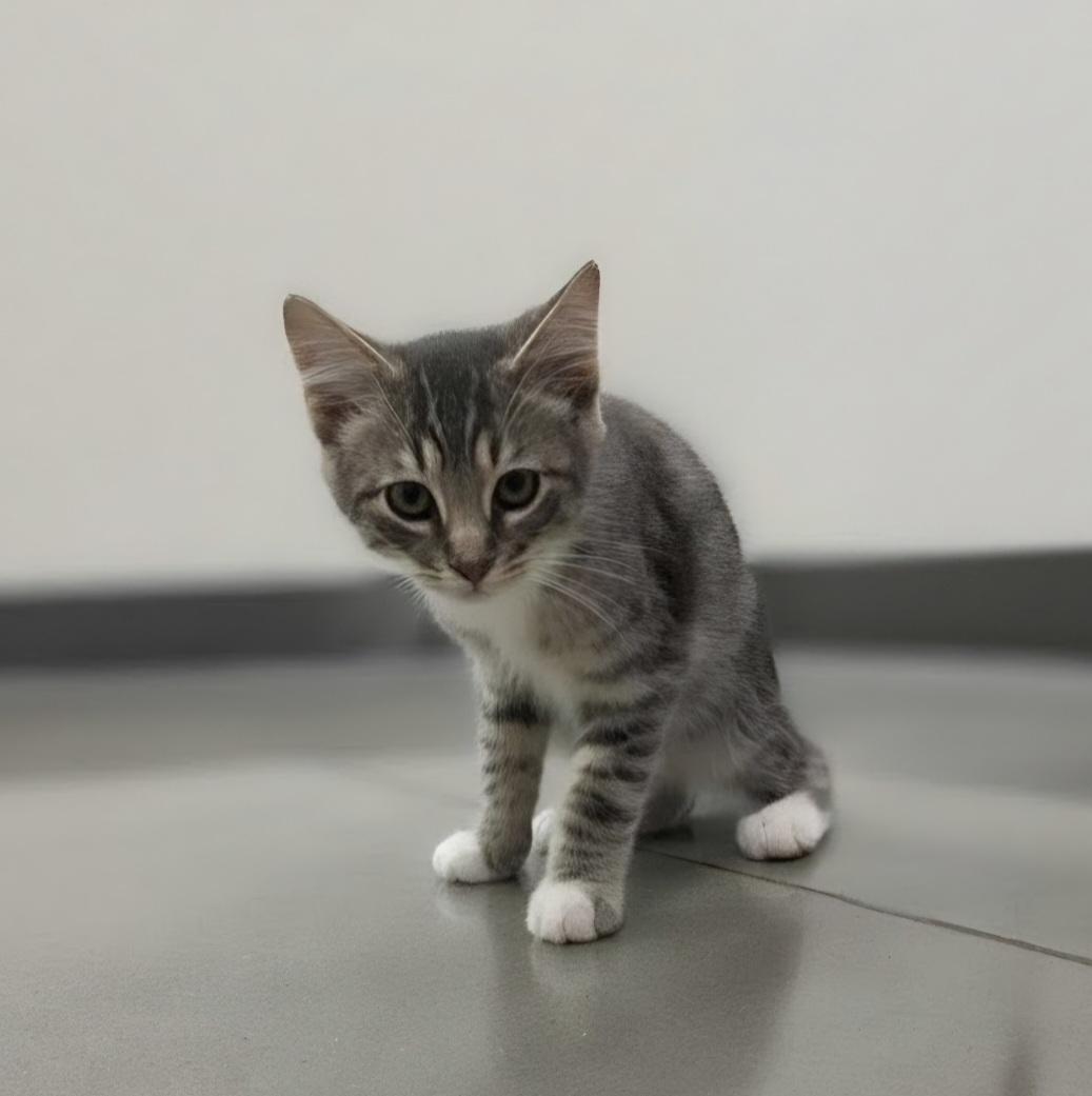 Bashful, ADOPTABLE, Kitten Female Domestic Short Hair.