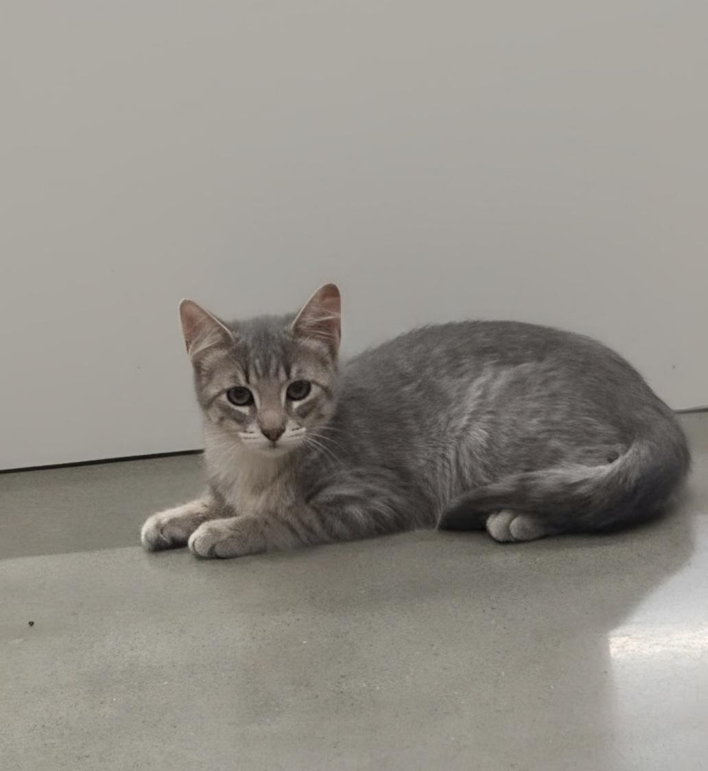 Bashful, a ADOPTABLE Domestic Short Hair in Pocatello, ID image 3/4