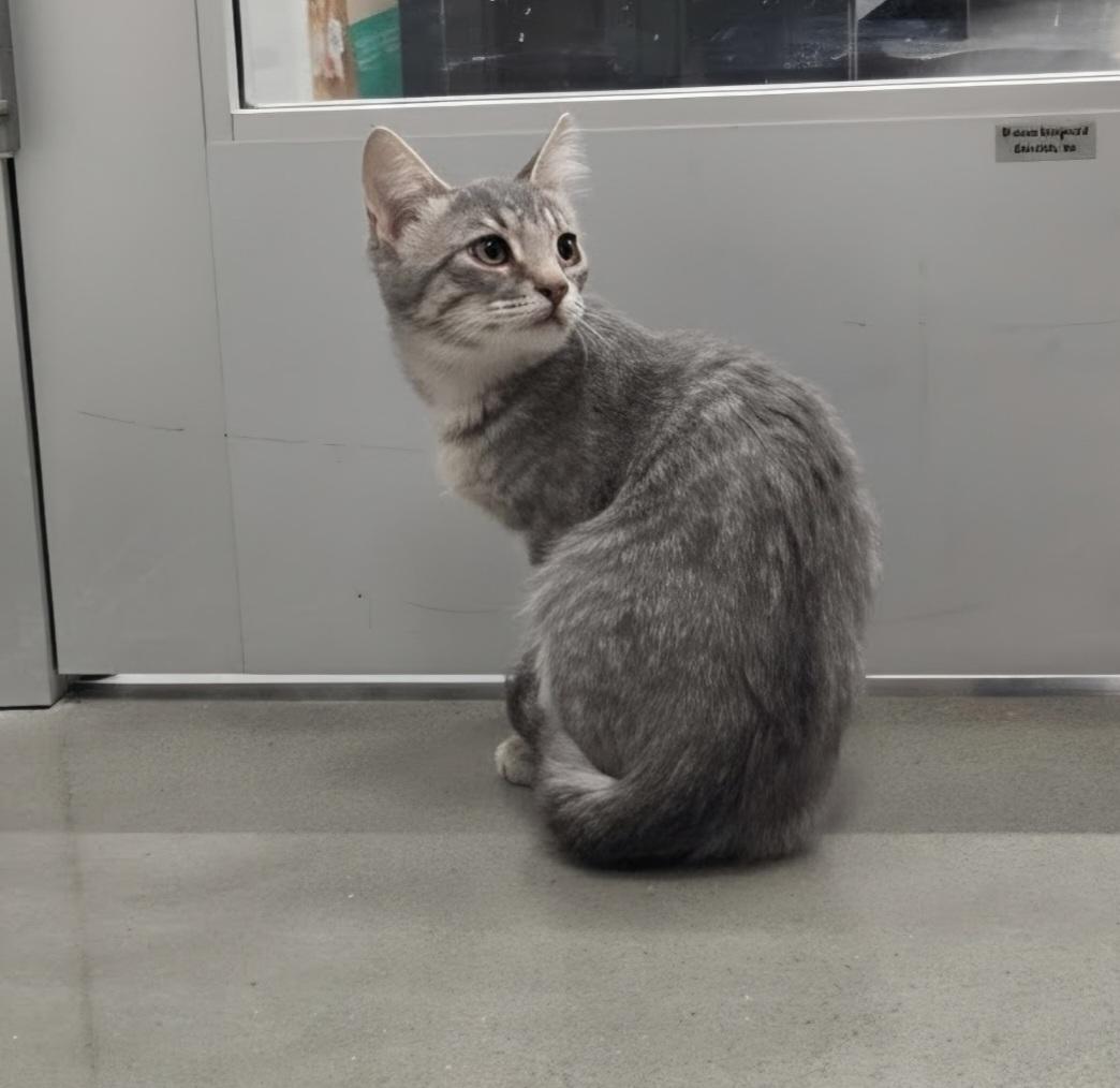 Bashful, a ADOPTABLE Domestic Short Hair in Pocatello, ID image 2/4