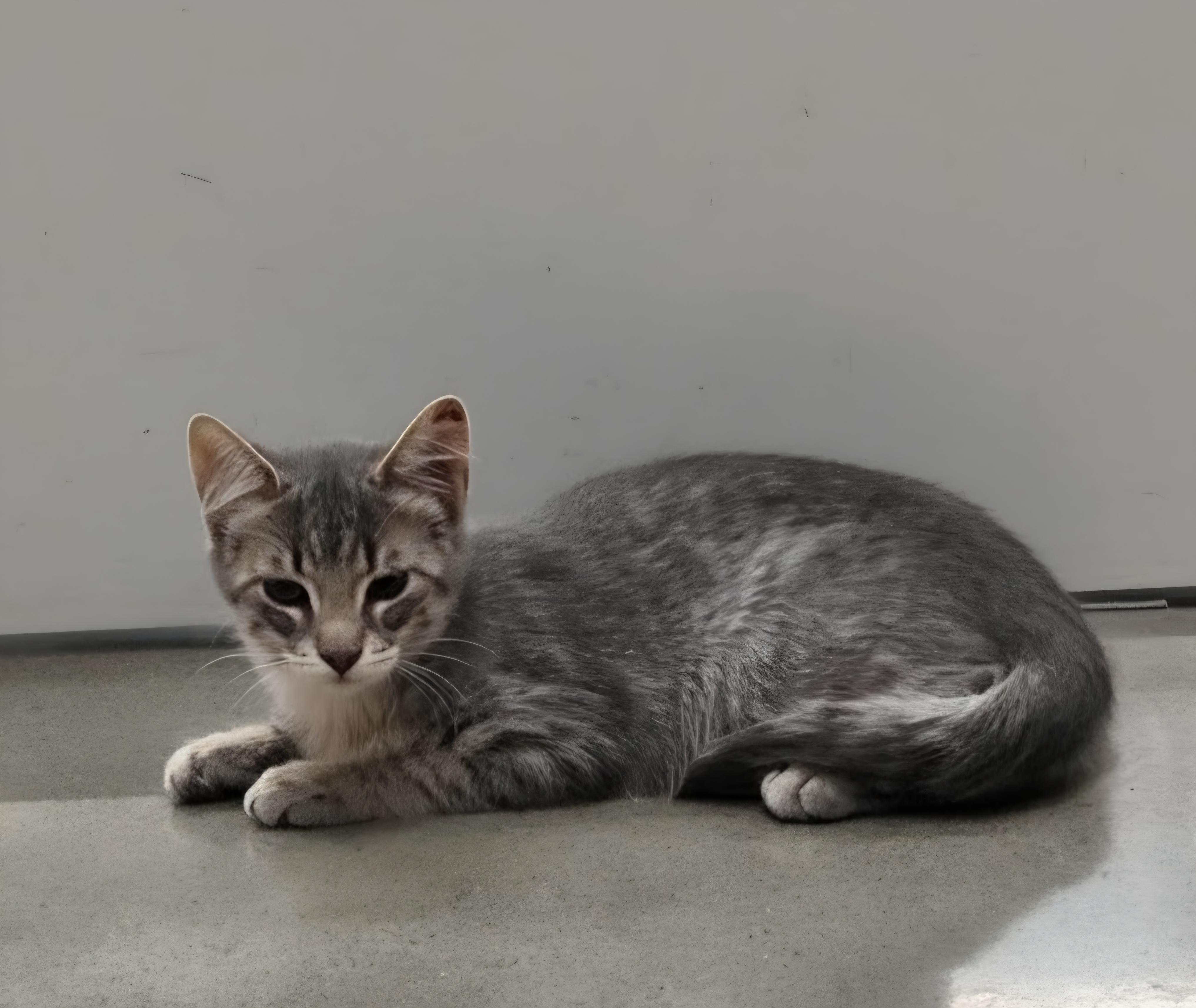 Bashful, a ADOPTABLE Domestic Short Hair in Pocatello, ID image 4/4