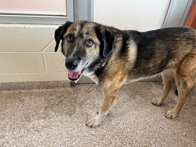 MATION, Adoptable, Senior Female German Shepherd Dog & Mixed Breed.