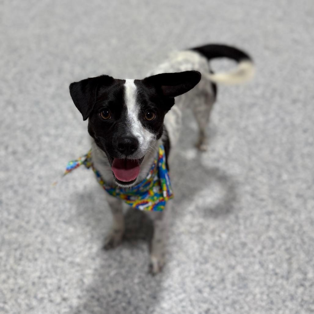 Oreo, a Adoptable mixed breed in Newberg, OR image 1/6