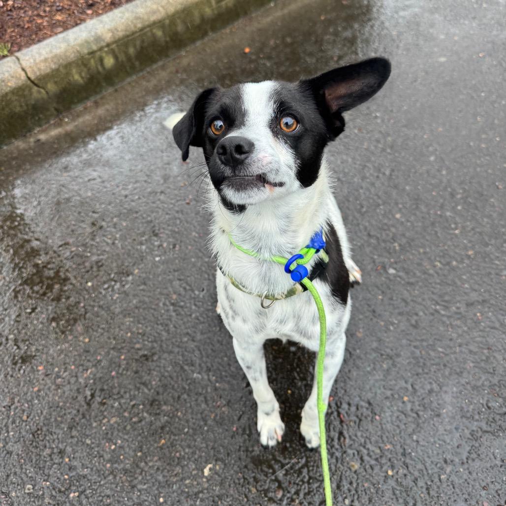Oreo, a Adoptable mixed breed in Newberg, OR image 5/6