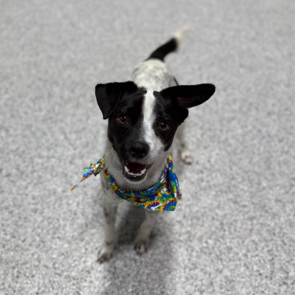 Oreo, a Adoptable mixed breed in Newberg, OR image 6/6