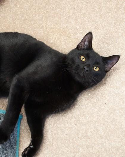 Benson, Adoptable, Adult Male Domestic Short Hair & Domestic Short Hair.